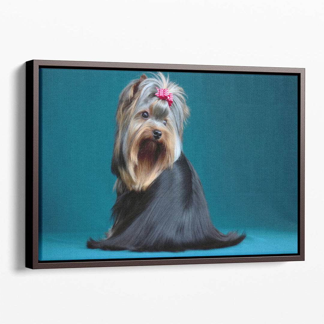 Long Haired Yorkshire Terrier on A Turquoise Background - Canvas Print Wall Art