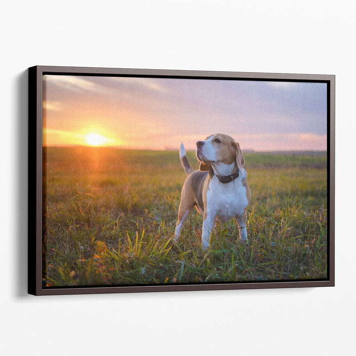 Beagle on a Walk During Sunset - Canvas Print Wall Art