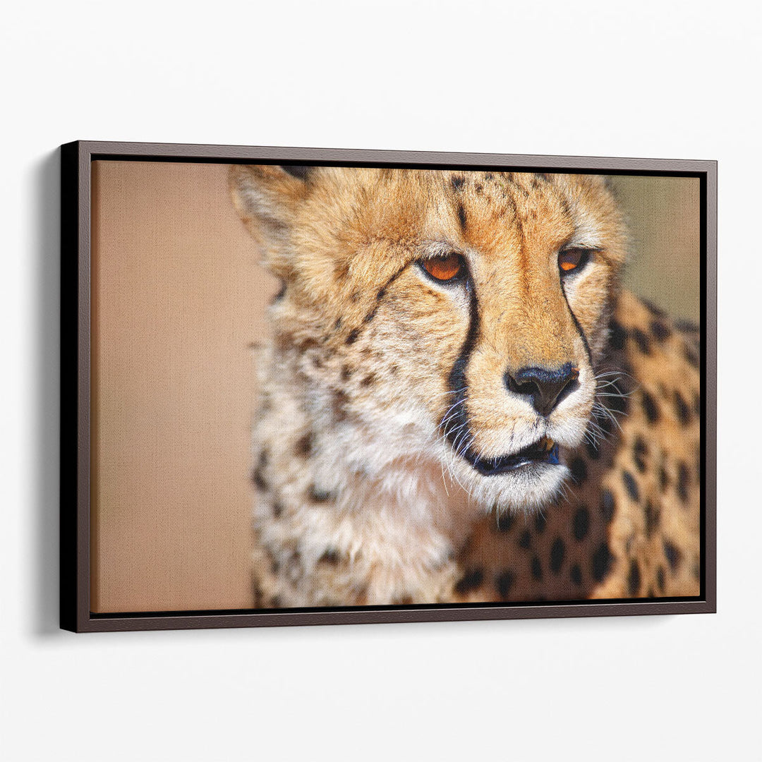 Cheetah Close-up in Kalahari Desert, South Africa - Canvas Print Wall Art