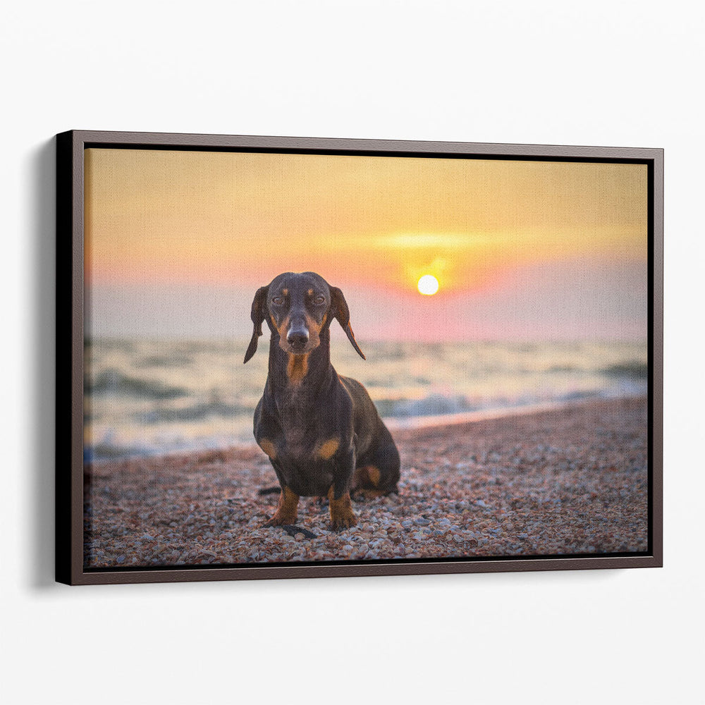 Dachshund on the Beach During Sunset - Canvas Print Wall Art