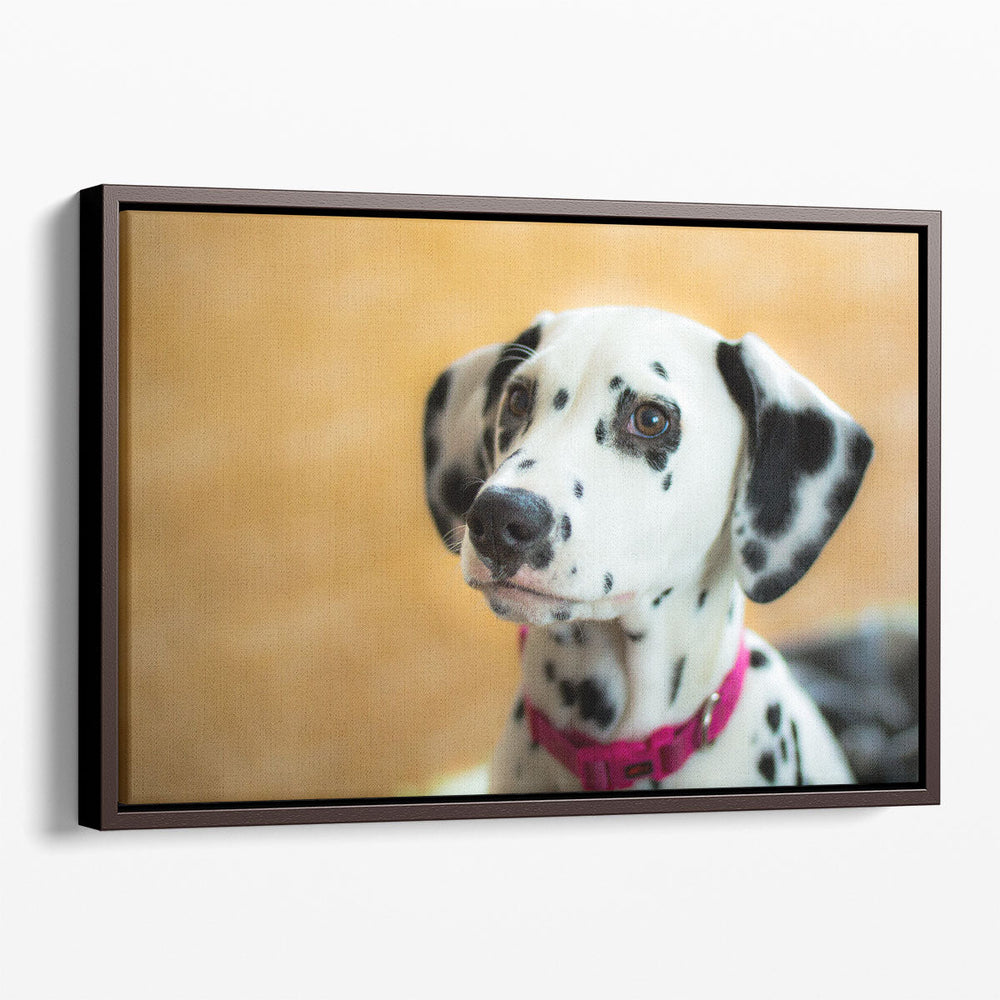 Dalmatian Aida Puppy's Closeup - Canvas Print Wall Art