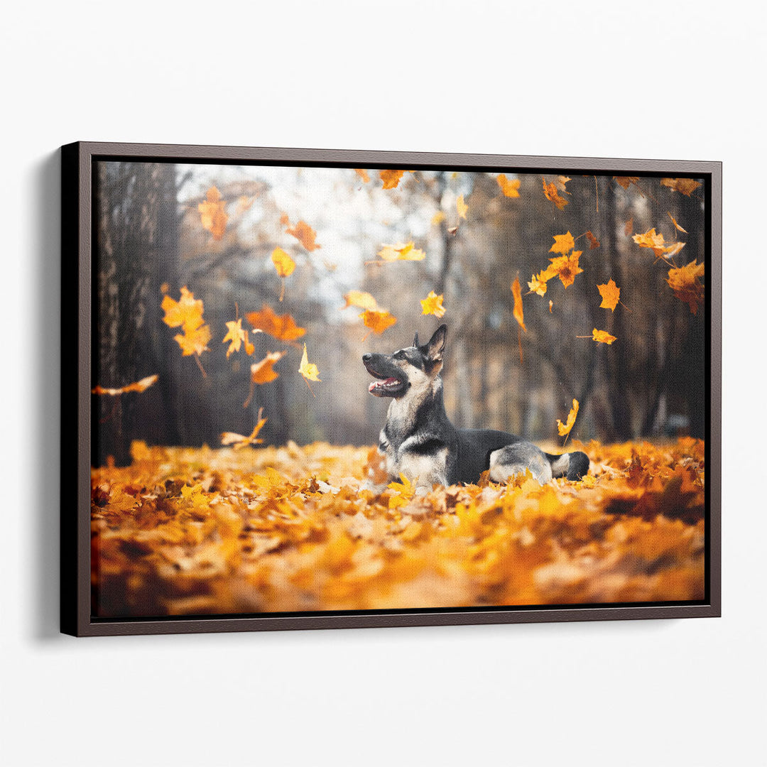 East European Shepherd, Falling Leaves in Autumn - Canvas Print Wall Art