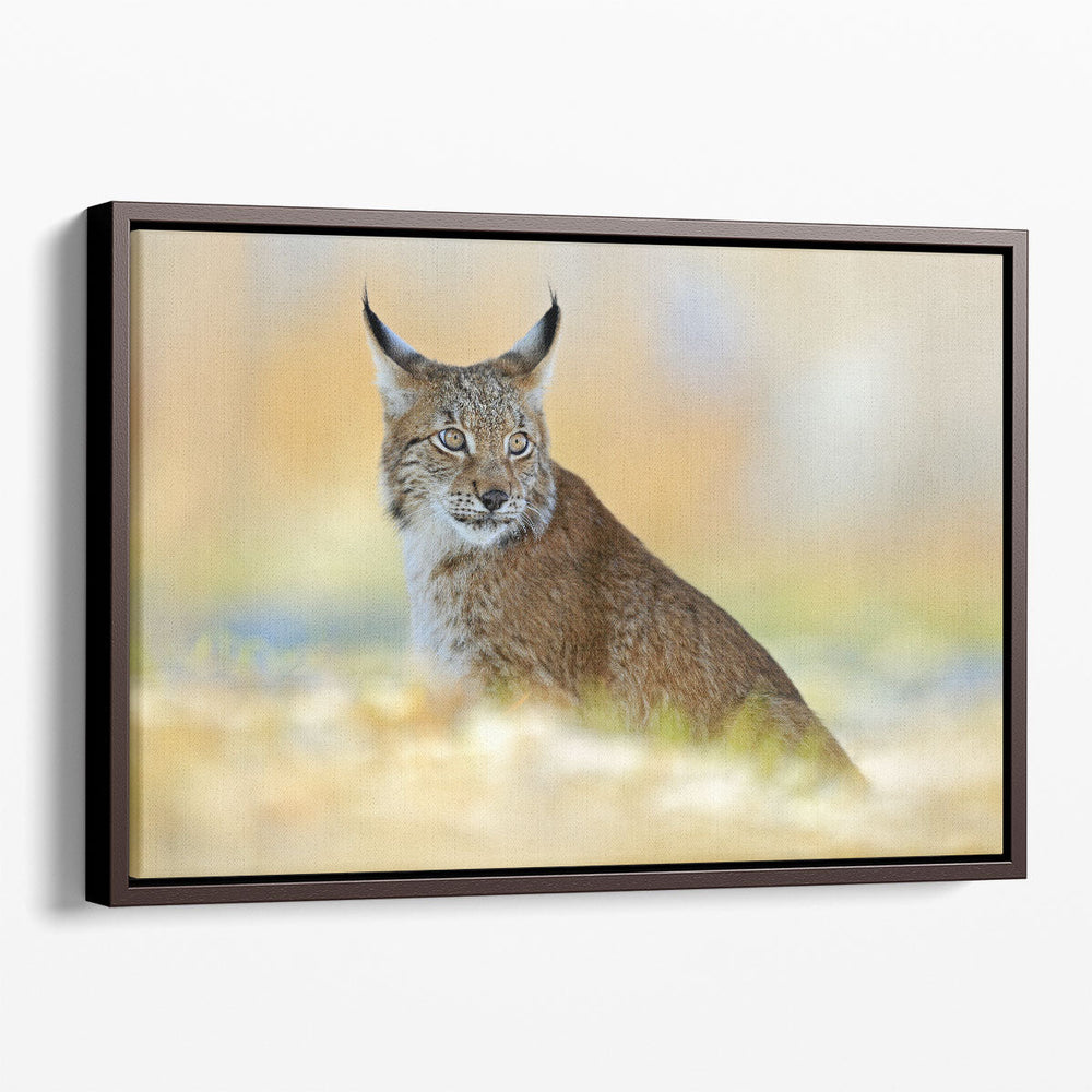 Eurasian Lynx, Wild Cat in Meadow With Rime - Canvas Print Wall Art