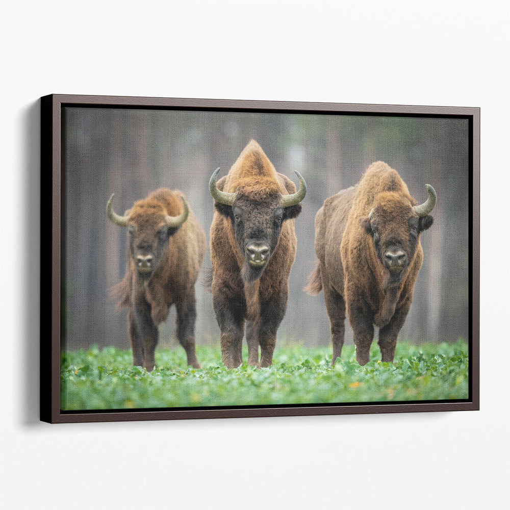 European Bisons in The Knyszyn Forest, Poland - Canvas Print Wall Art