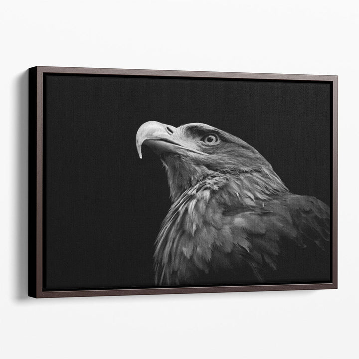 Golden Eagle or Aquila Chrysaetos Isolated on Black Background - Canvas Print Wall Art