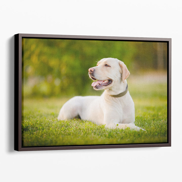 Happy Labrador Dog Sitting Outdoors - Canvas Print Wall Art