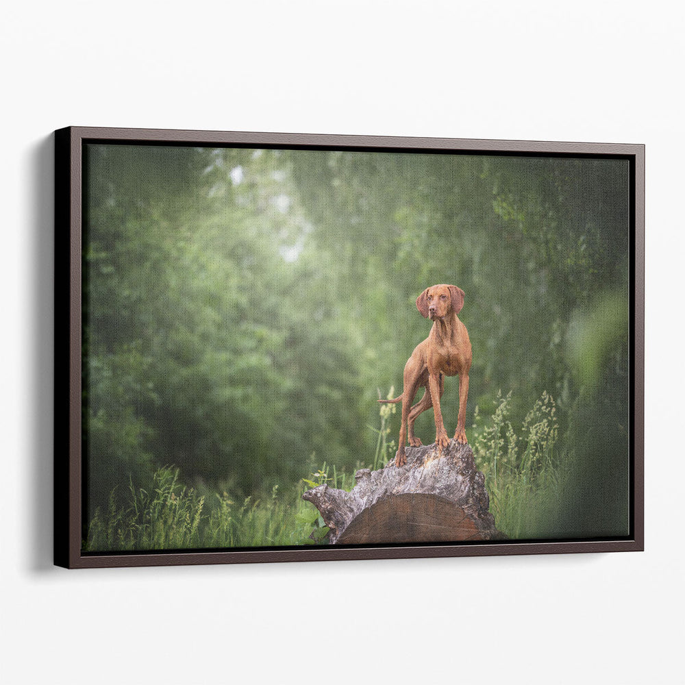 Hungarian Vizsla Standing on a Huge Wooden Stump - Canvas Print Wall Art