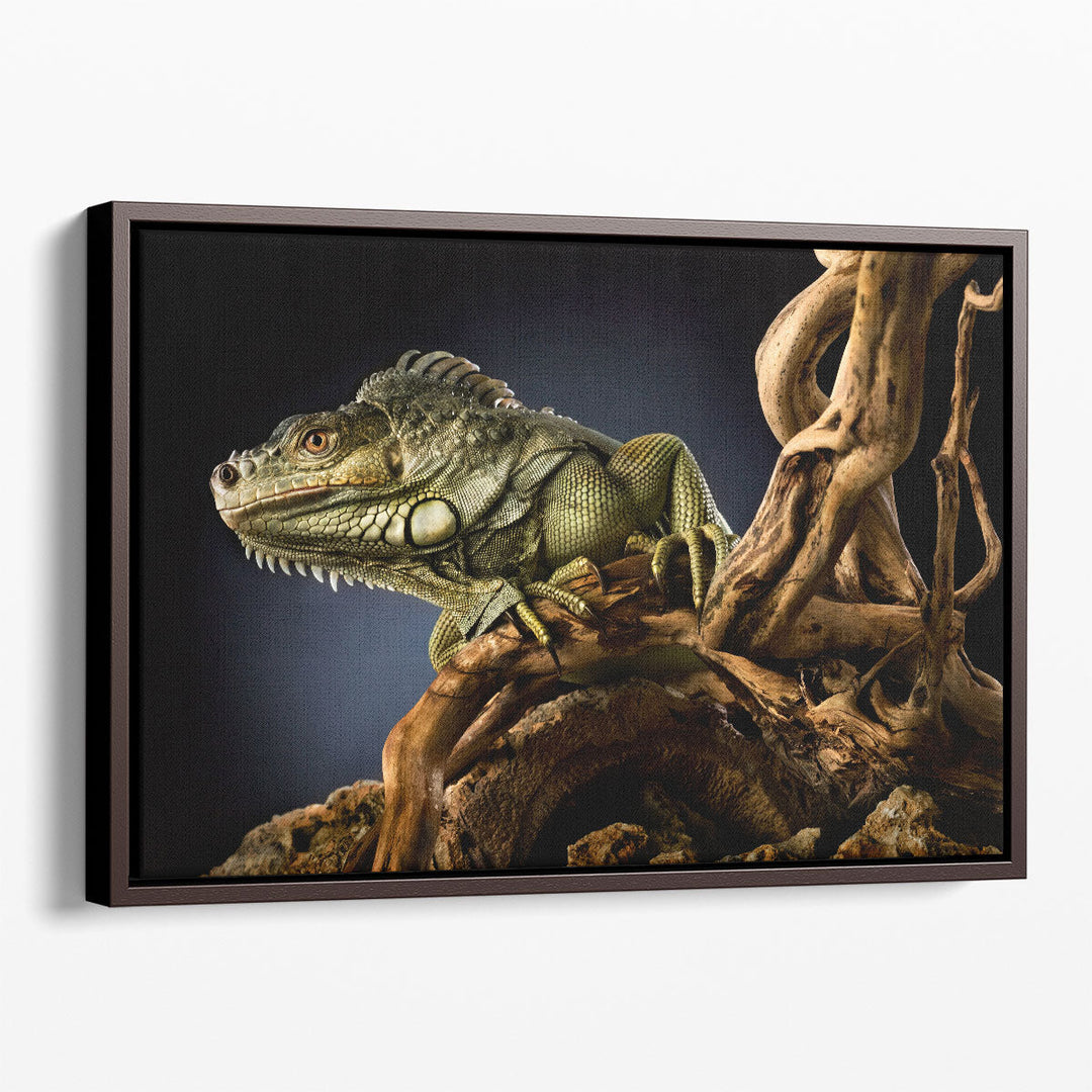 Iguana Lizard on a Tree Branch, Reptile Photography - Canvas Print Wall Art