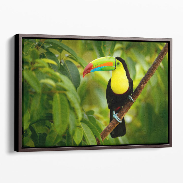 Keel-billed Toucan Bird Sitting on a Branch - Canvas Print Wall Art