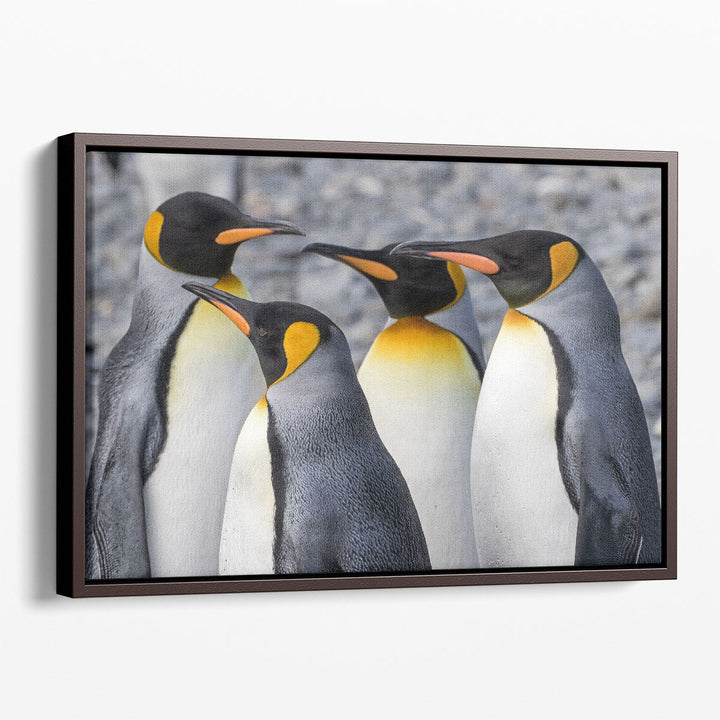 King Penguins at Fortuna Bay South Georgia - Canvas Print Wall Art