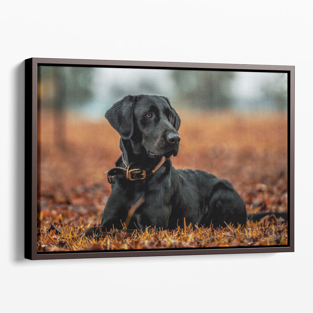 Labrador Retriever Closeup - Canvas Print Wall Art