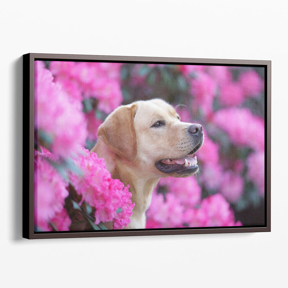 Labrador Retriever Dog in Blooming Rhododendron Bushes - Canvas Print Wall Art