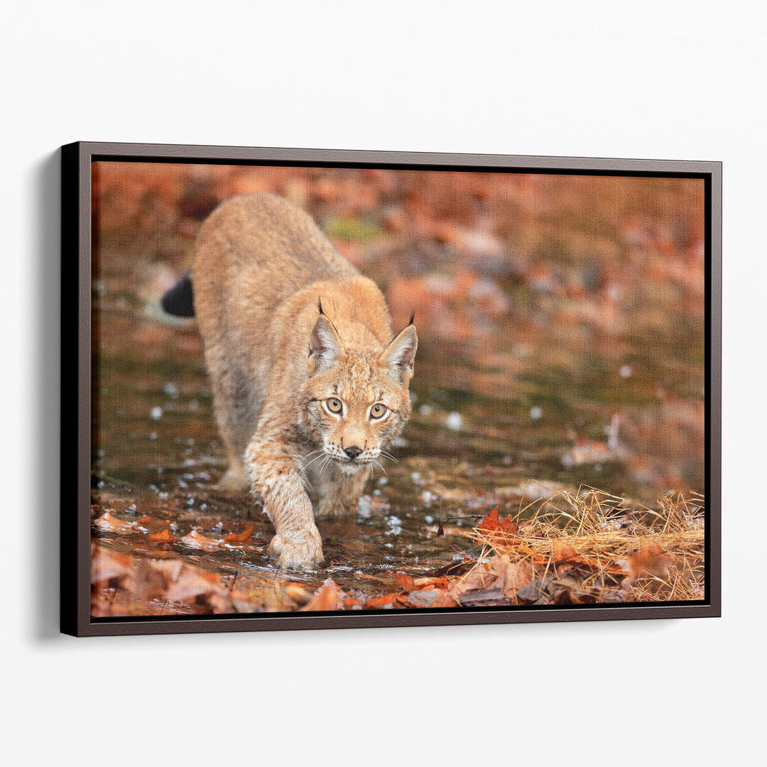 Lynx Wild Cat in Autumn - Canvas Print Wall Art