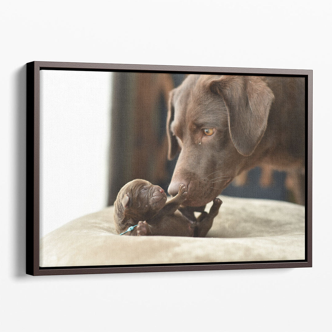 Newborn Labrador Retriever Baby and Mother - Canvas Print Wall Art