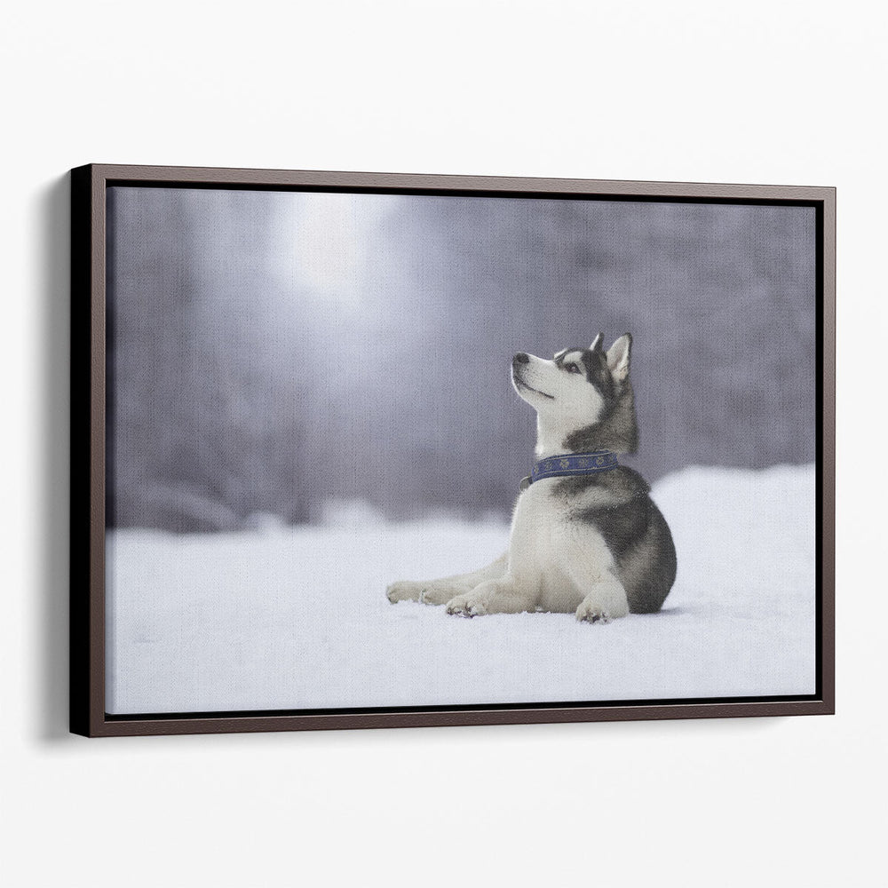 Siberian Husky Lying on The Snow - Canvas Print Wall Art