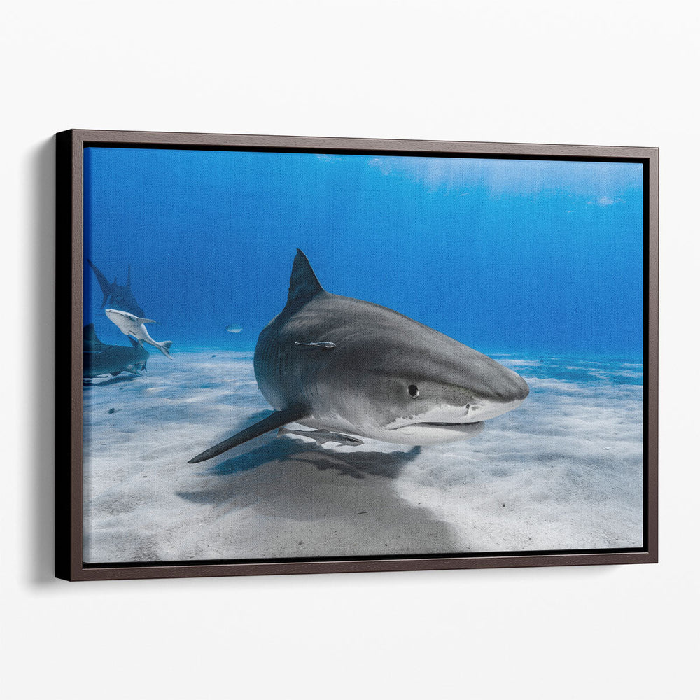 Tiger Shark or Galeocerdo Cuvier Ready to Attack - Canvas Print Wall Art