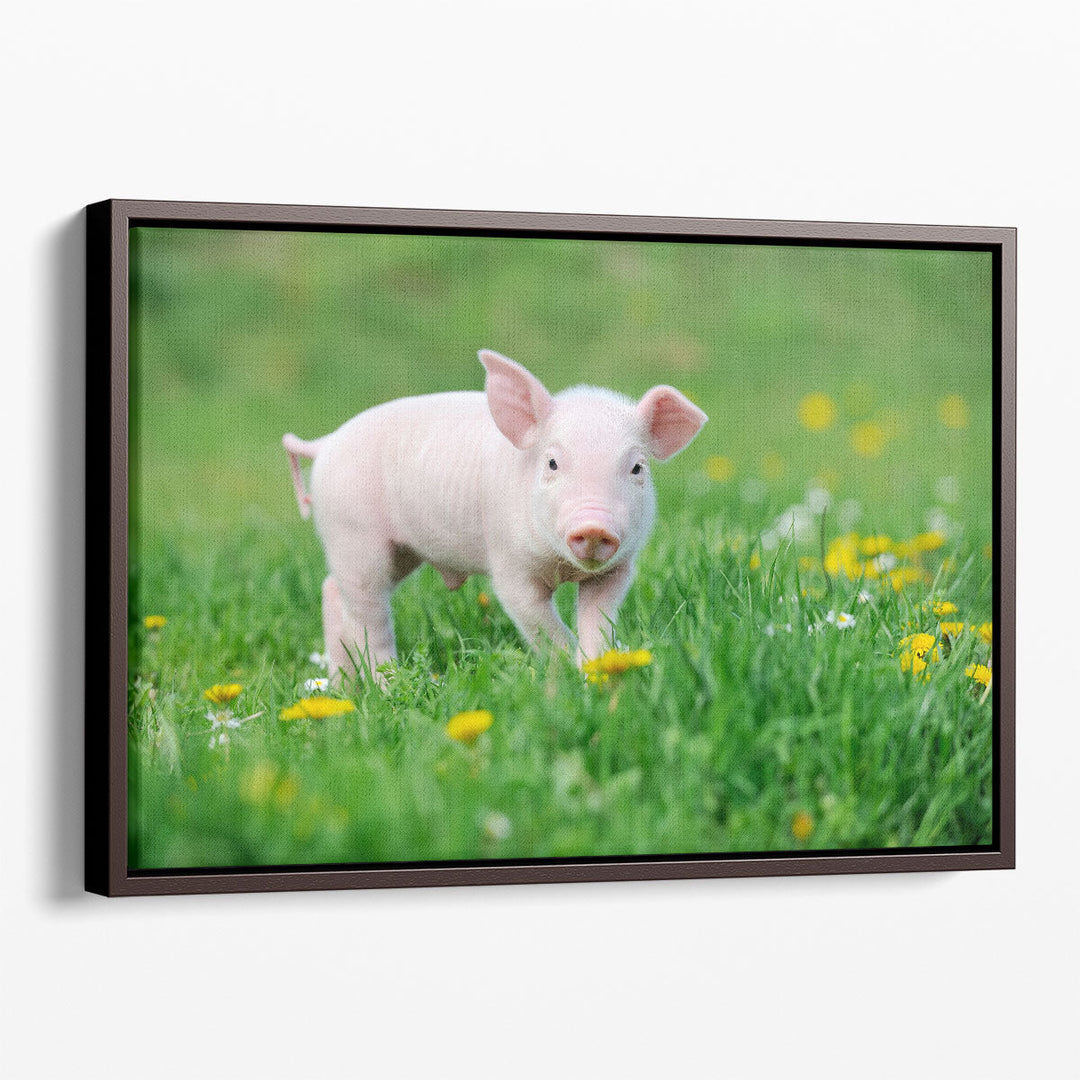 Young Pig on a Spring Green Grass - Canvas Print Wall Art