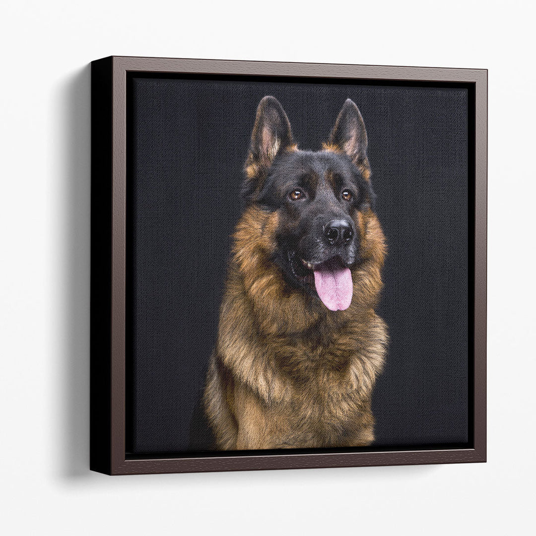 German Shepherd's Close-up With a Black Background - Canvas Print Wall Art