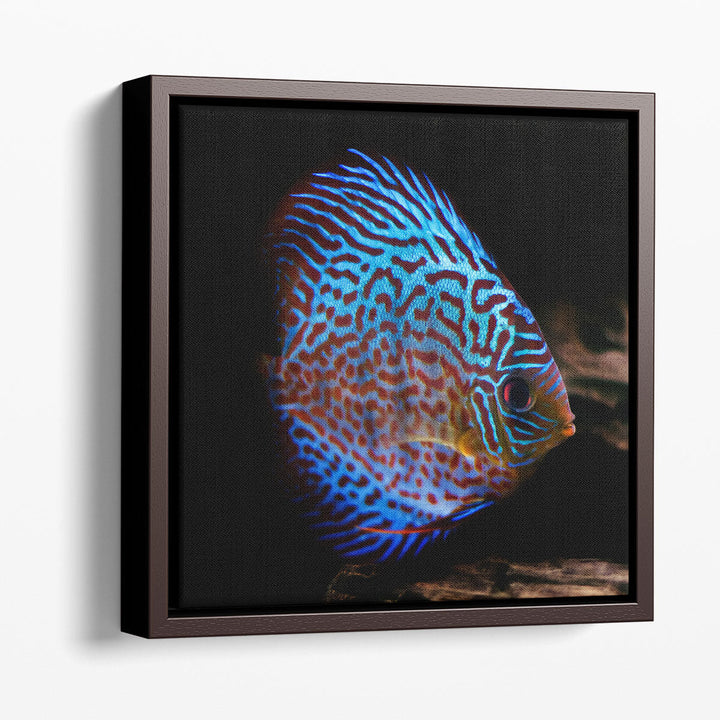 Symphysodon Discus Fish With Black Background - Canvas Print Wall Art