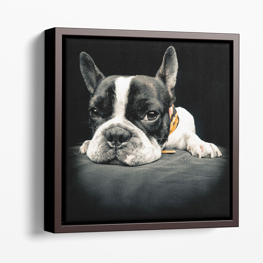 Close Up Of a French Bulldog - Canvas Print Wall Art