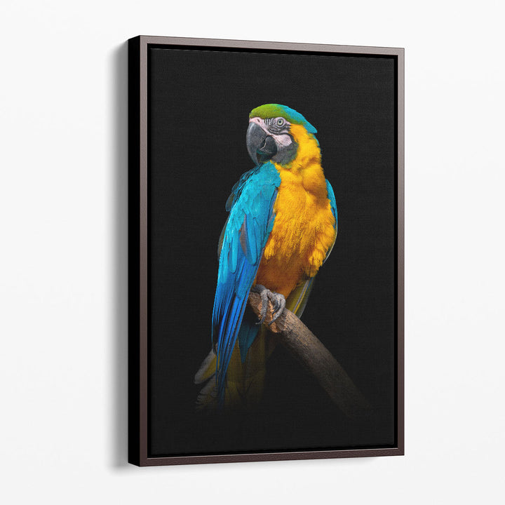 Parrot Close-up On a Black Background - Canvas Print Wall Art