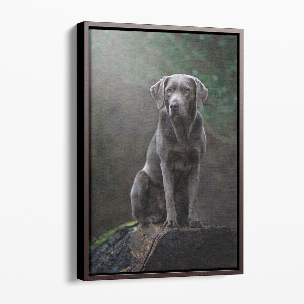 Silver Labrador Retriver Sitting on a Log - Canvas Print Wall Art