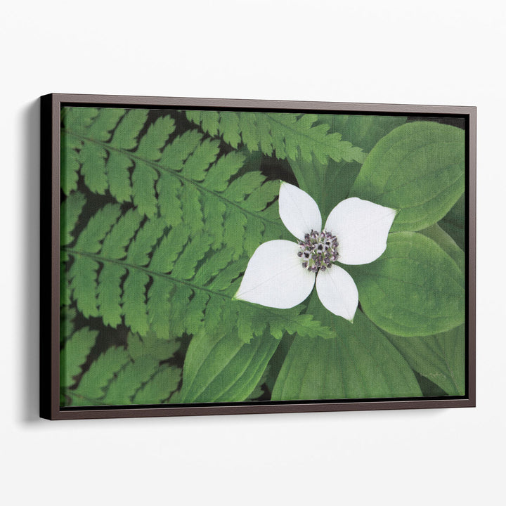 Bunchberry and Ferns II - Canvas Print Wall Art