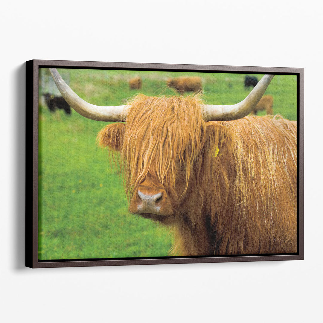 Scottish Highland Cattle I - Canvas Print Wall Art