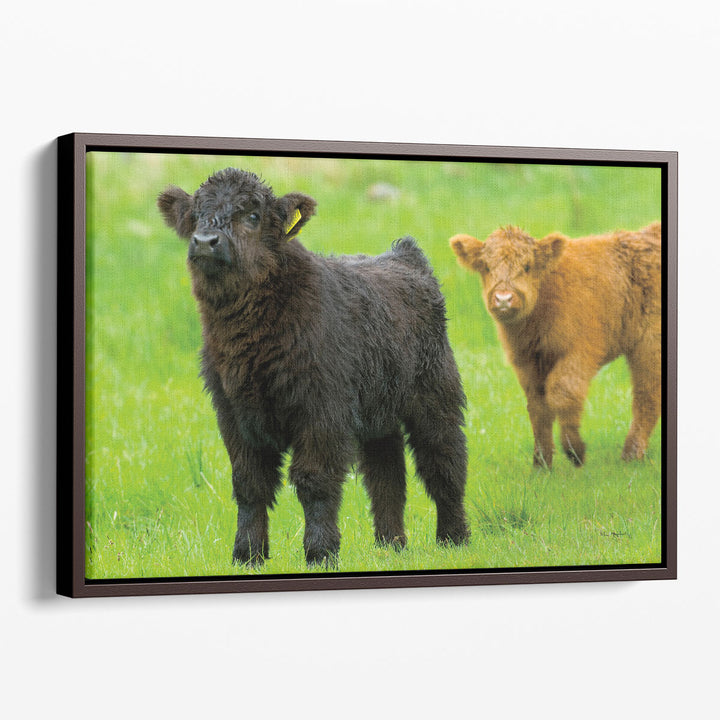 Scottish Highland Cattle VIII - Canvas Print Wall Art