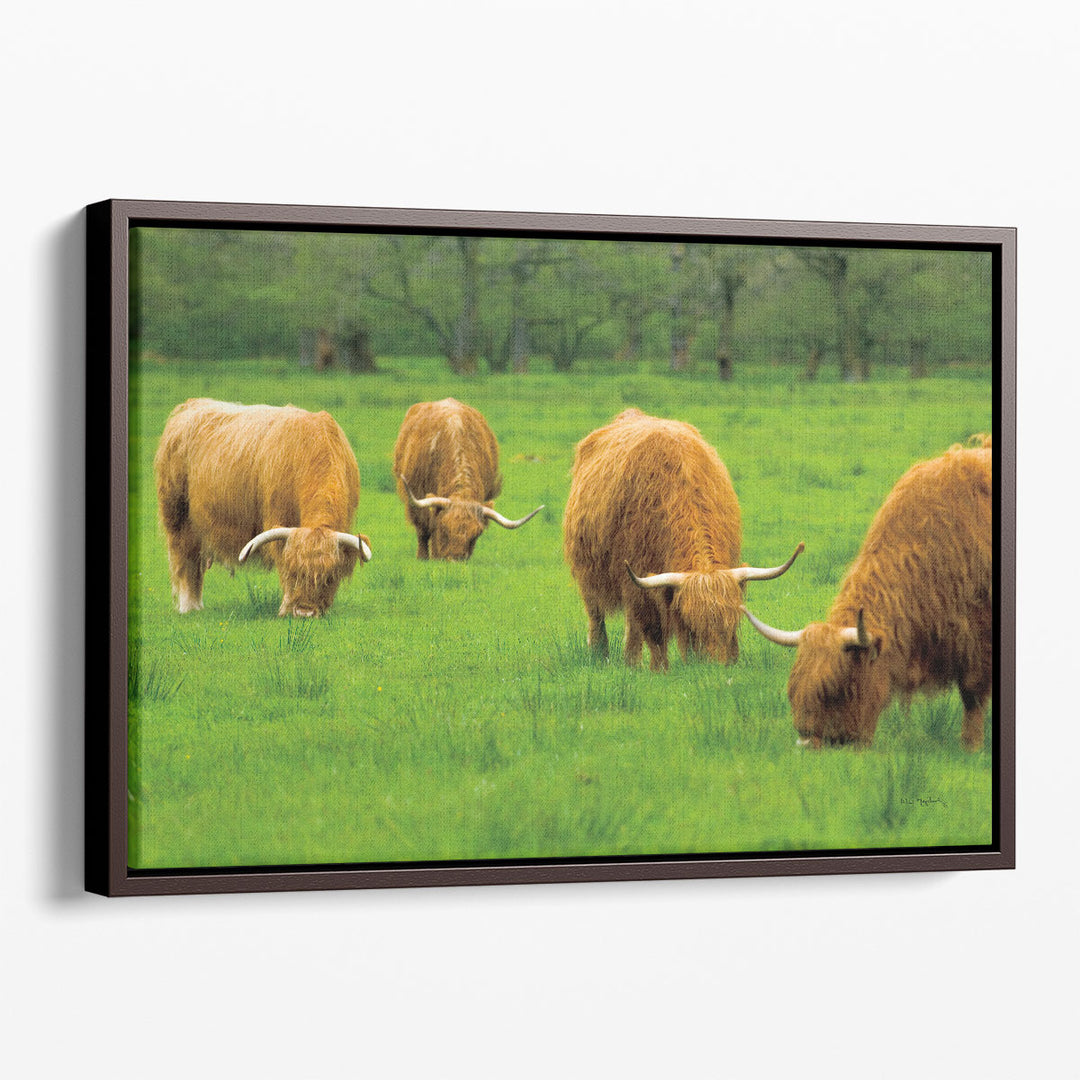 Scottish Highland Cattle IX - Canvas Print Wall Art