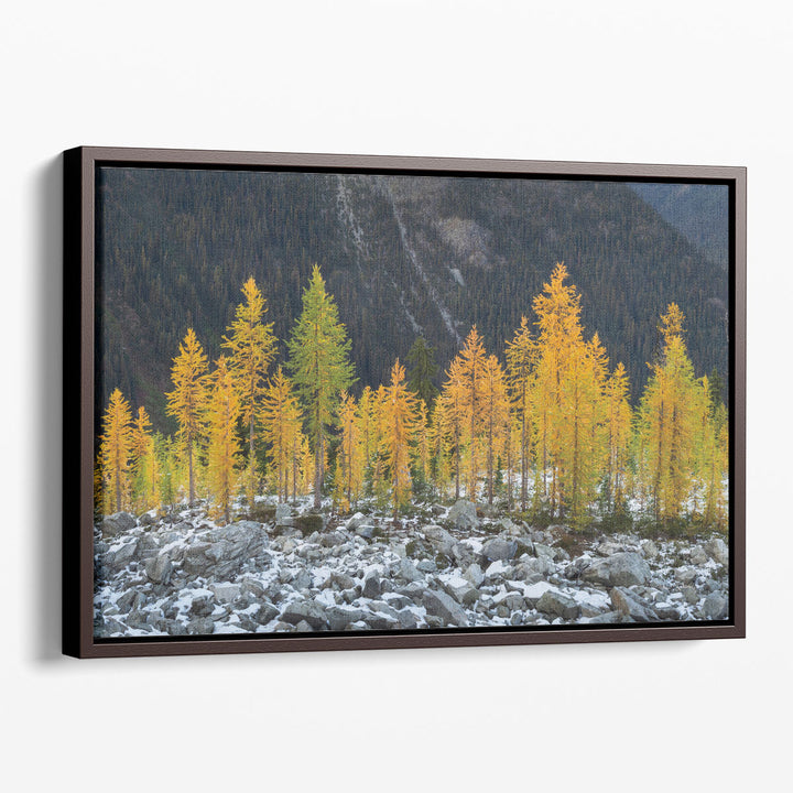 Alpine Larches North Cascades - Canvas Print Wall Art