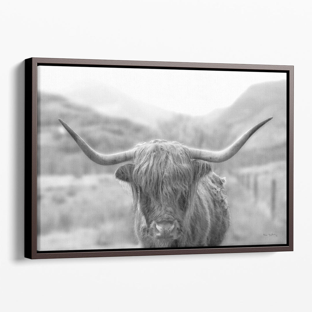 Scottish Highland Cattle III - Canvas Print Wall Art