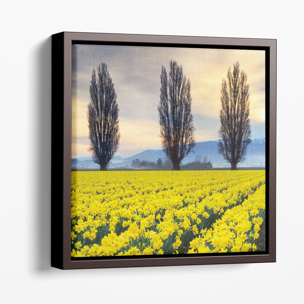 Skagit Valley Daffodils II - Canvas Print Wall Art