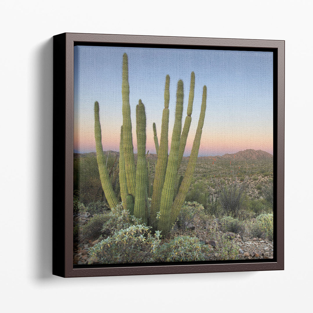 Organ Pipe Cactus at Dusk - Canvas Print Wall Art