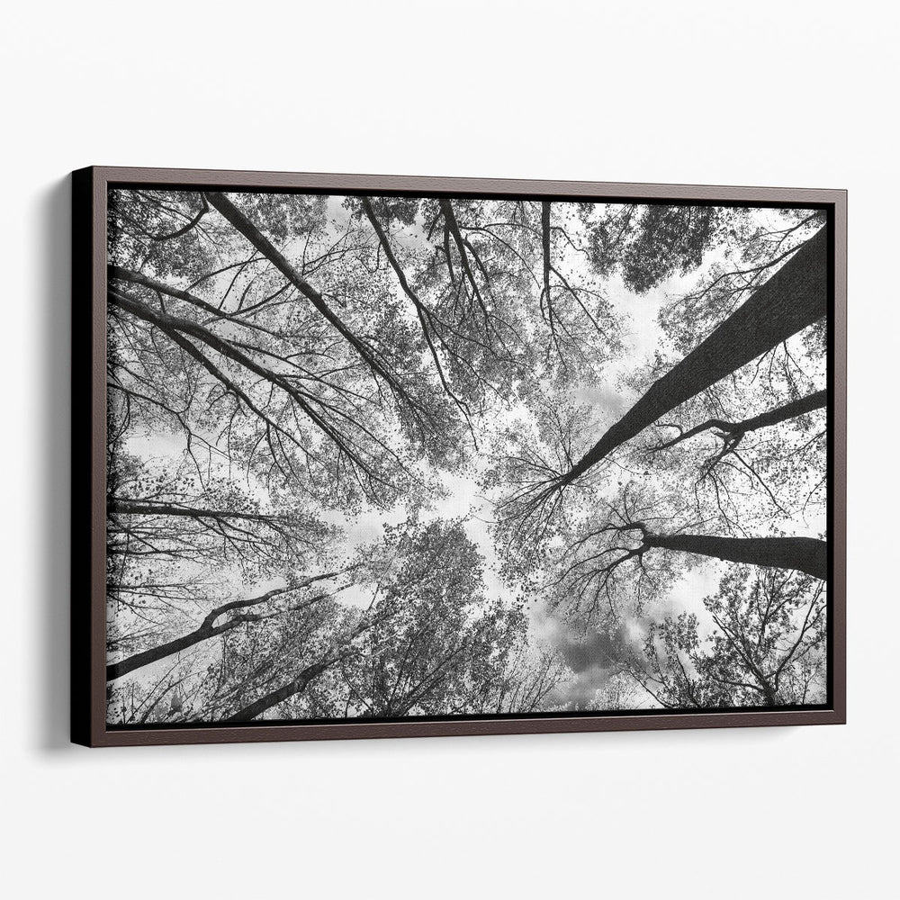 Looking Up I Black and White - Canvas Print Wall Art