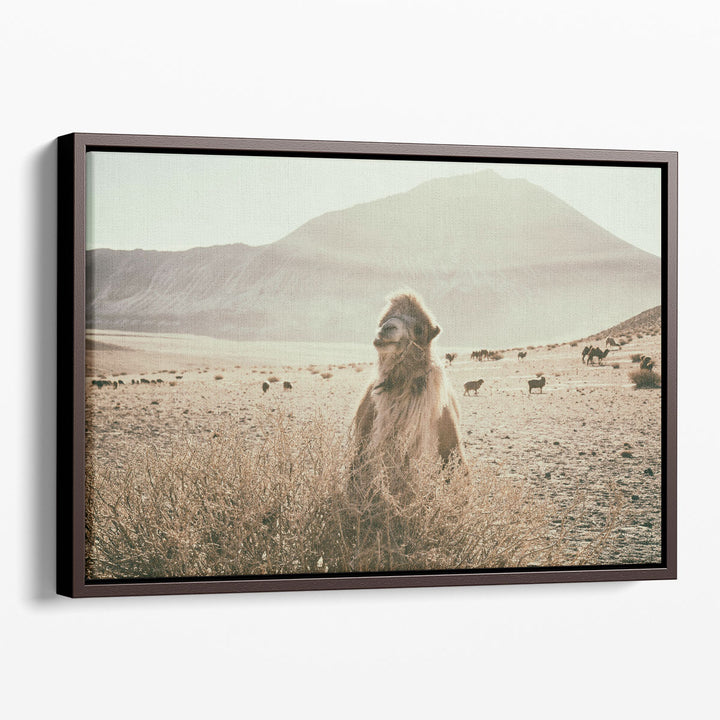 Desert Camel - Canvas Print Wall Art