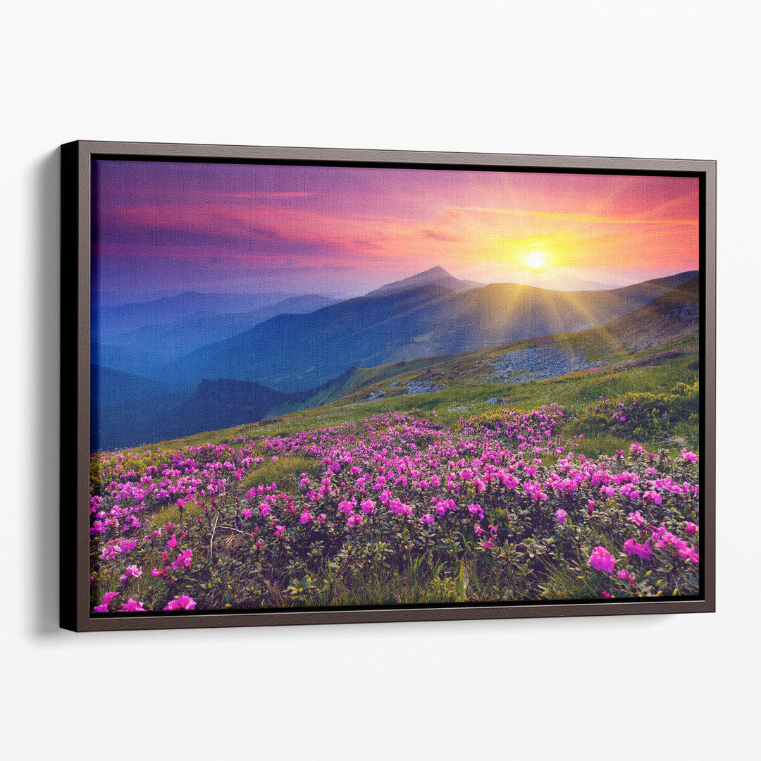 Pink Rhododendron Flowers Mountain, Sunrise - Canvas Print Wall Art