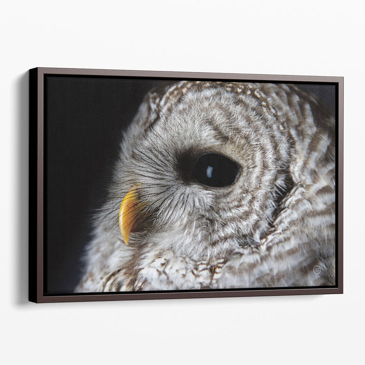 Barred Owl Portrait - Canvas Print Wall Art