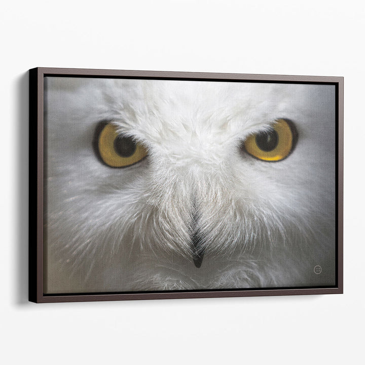 Snowy Owl Stare - Canvas Print Wall Art