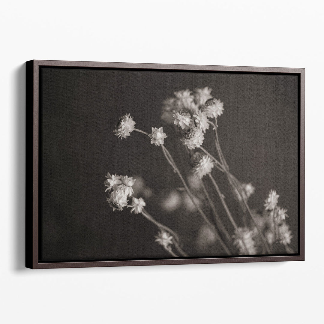 Daisy Study Black and White - Canvas Print Wall Art