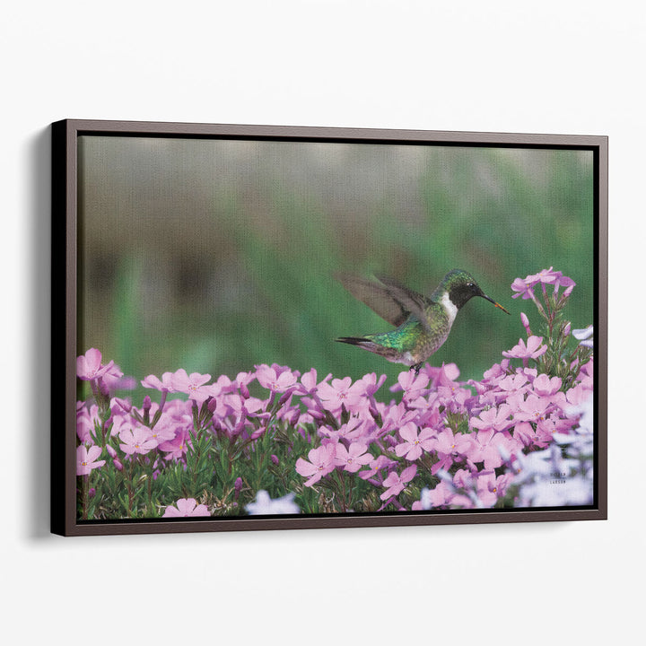 Spring Hummingbird - Canvas Print Wall Art