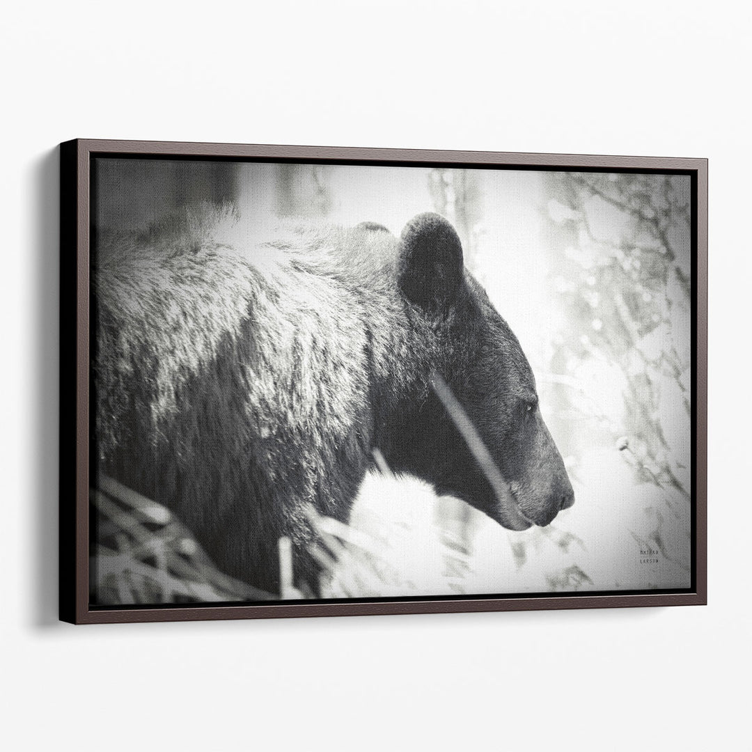 Bear Emerging Black and White - Canvas Print Wall Art