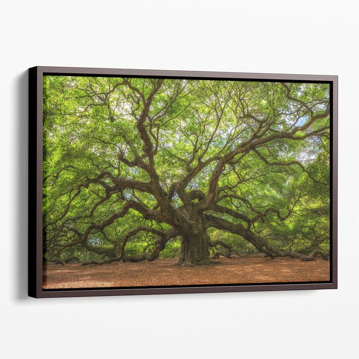 Angle Oak Tree in Johns Island, South Carolina - Canvas Print Wall Art