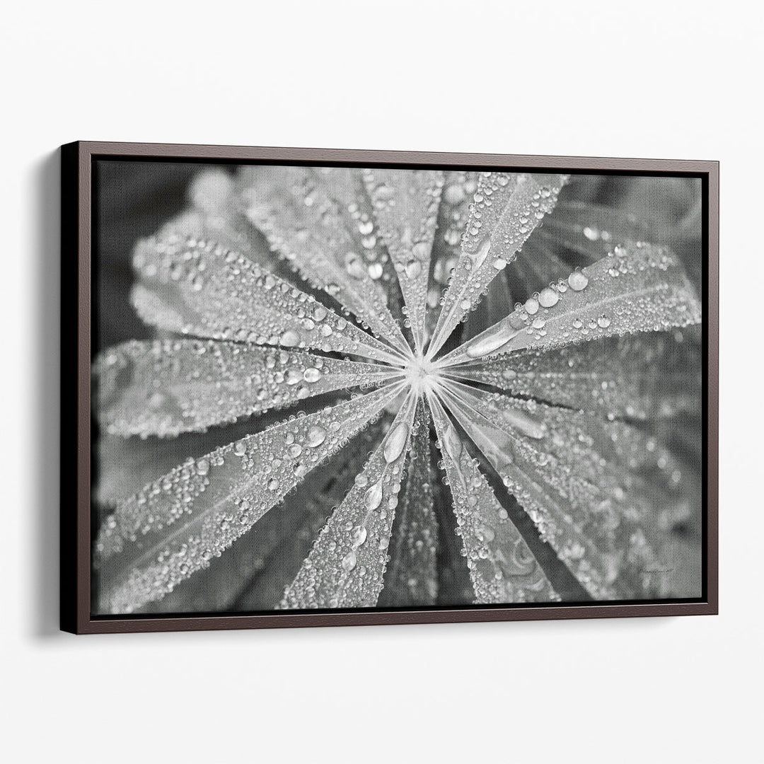 Raindrops on Lupine Black and White - Canvas Print Wall Art