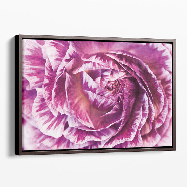 Ranunculus Abstract VI - Canvas Print Wall Art