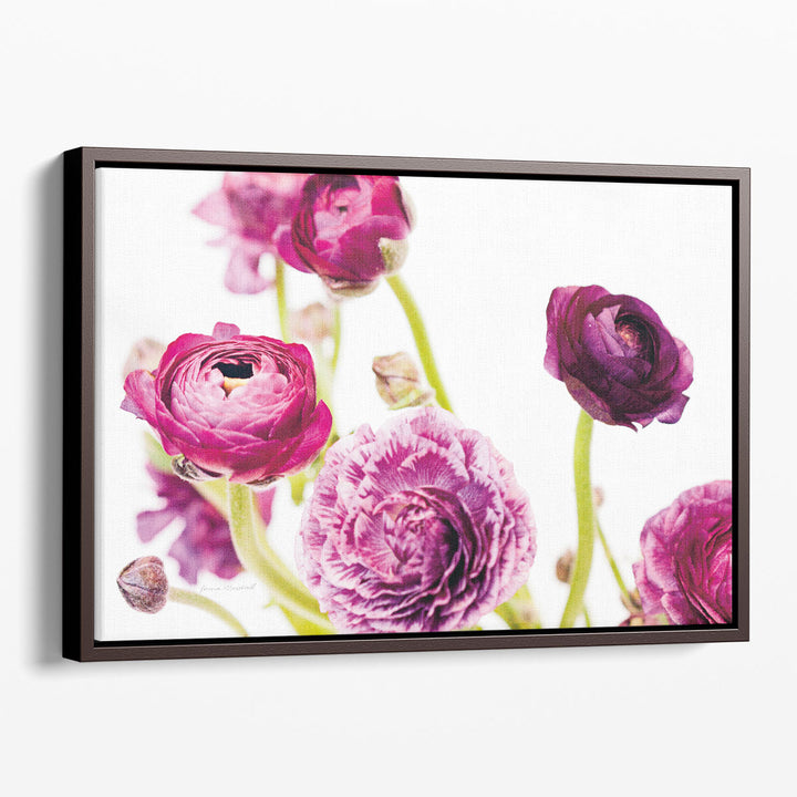 Spring Ranunculus IV - Canvas Print Wall Art