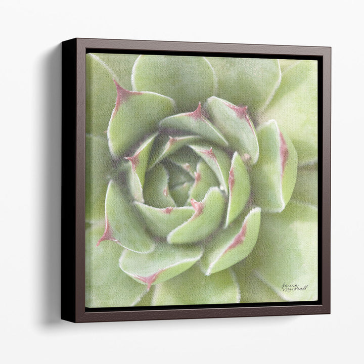 Succulents II - Canvas Print Wall Art