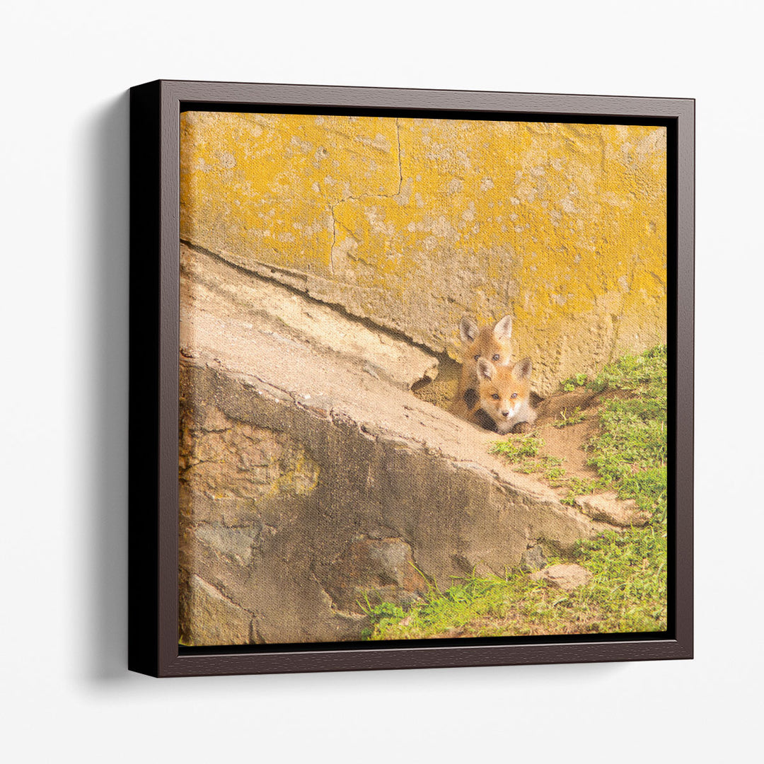 Fox Cubs II - Canvas Print Wall Art