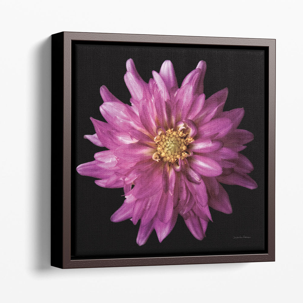 Dahlia V - Canvas Print Wall Art