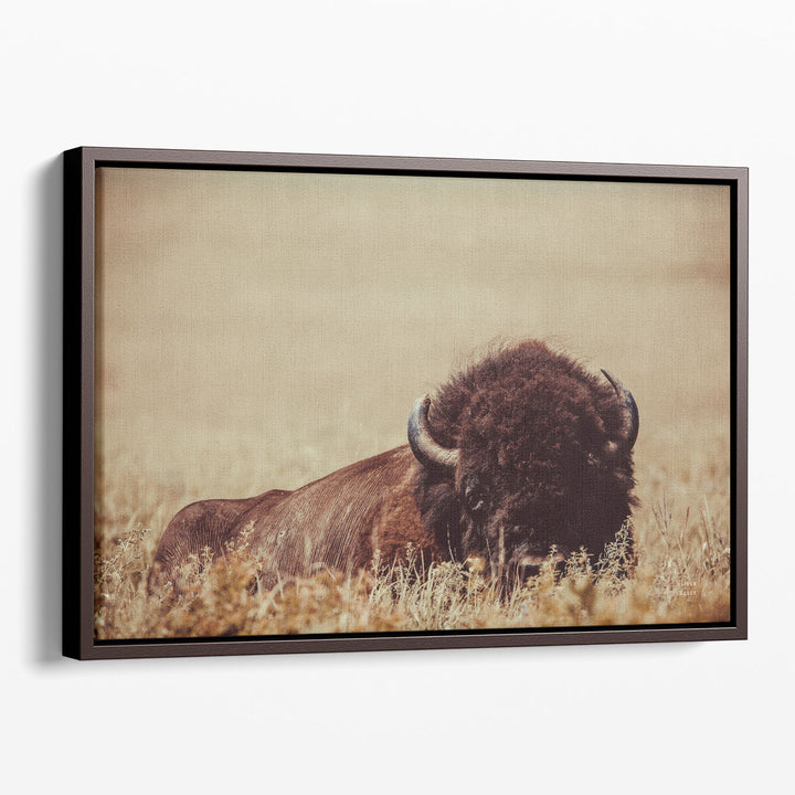 Tall Grass Bison II - Canvas Print Wall Art